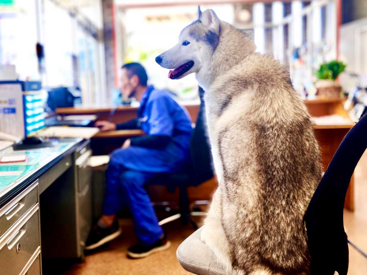 オートショップ・オジマの看板犬ネル